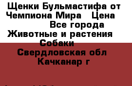 Щенки Бульмастифа от Чемпиона Мира › Цена ­ 1 000 - Все города Животные и растения » Собаки   . Свердловская обл.,Качканар г.
